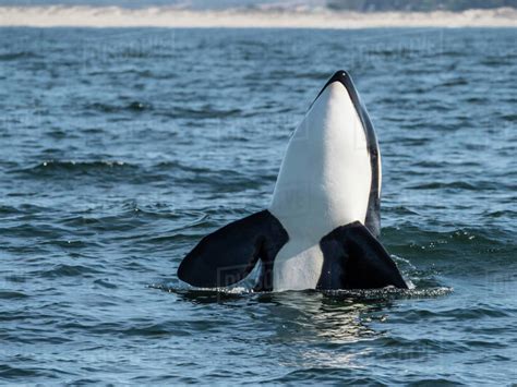 Transient Type Killer Whale Orcinus Orca Spy Hopping In Monterey Bay