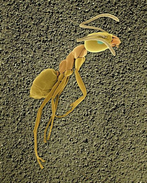 Argentine Ant Photograph By Dennis Kunkel Microscopyscience Photo