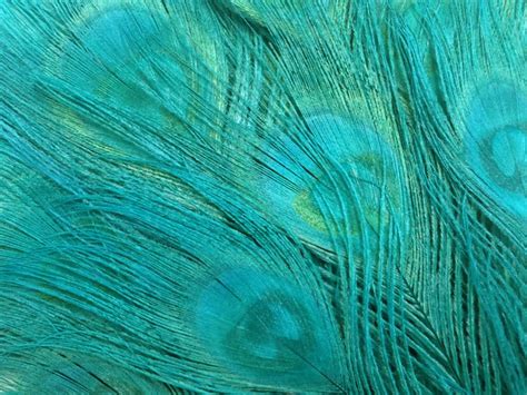 Peacock Blue Feathers 100 Pieces Peacock Green Bleached Etsy