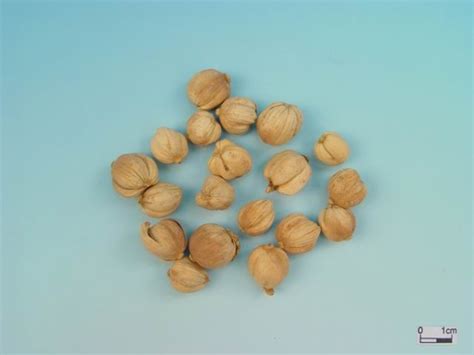 Auch bauchschmerzen, blähungen, durchfall und krämpfe über mehrere tage geben anlass zur sorge in verbindung mit schleim im stuhl. Therapeutika - Dou Kou