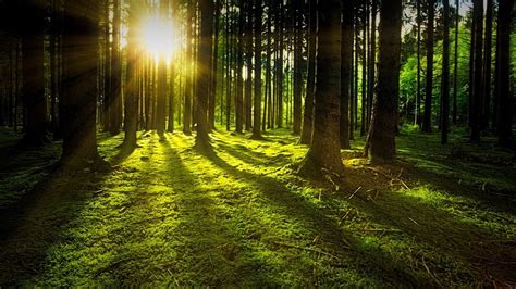 Nature Forest Sun · Free Photo On Pixabay