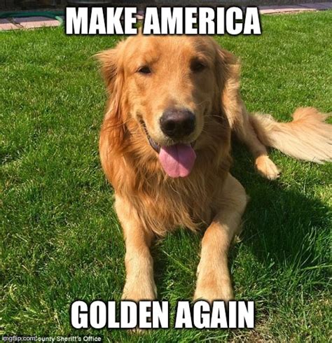 American Golden Retriever Meme Best Golden Retriever Memes Of All Time Updatebanget Id