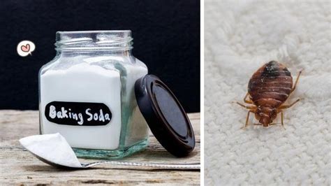 Top 3 Ways To Use Baking Soda To Kill Bed Bugs