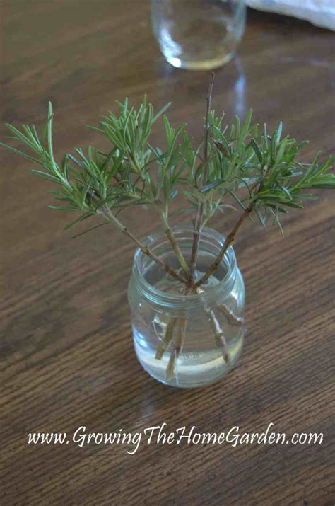 How To Propagate Rosemary In Water From Cuttings Growing The Home Garden