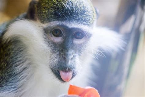 Small Monkey With Sticking Out The Tongue Portrait Of Funny Macaque Or