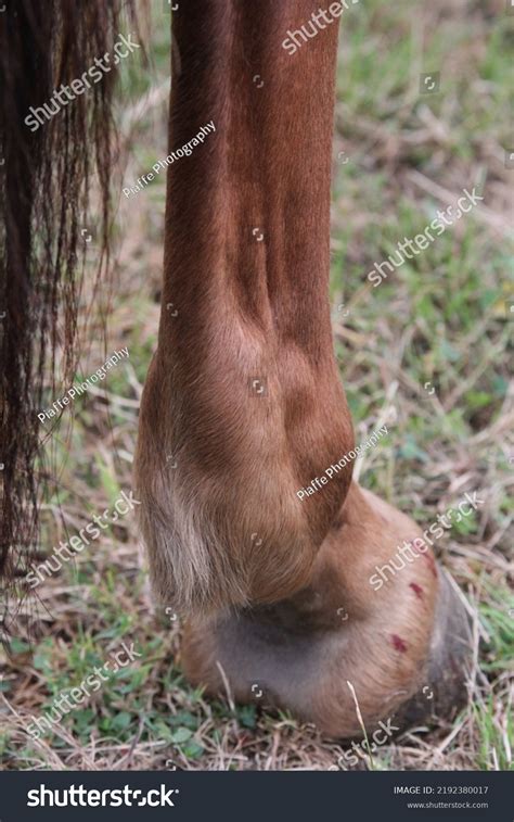2 Horse Swelling Hind Leg Bilder Arkivfotografier Og Vektorer