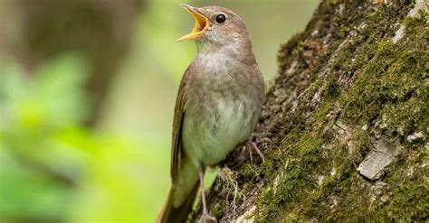 Nightingale Bird Facts Az Animals