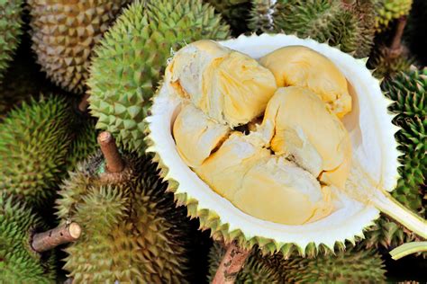 Durian (durio zibethinus) is one of the most popular tropical fruits in asia. What Is the Difference Between the Lychee, Rambutan and ...