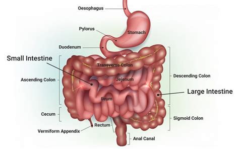 Inner Workings Of The Gut Microbiome What Can Be Measured Microba