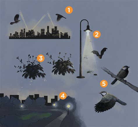 infographic light pollution threatens species  scientist magazine