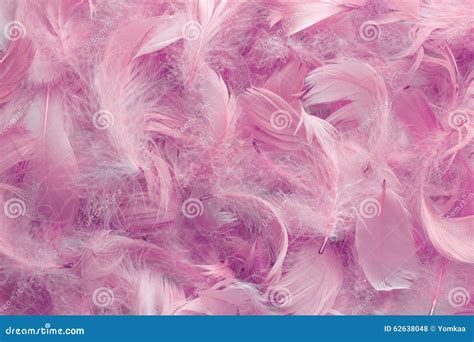 Background Of Pink Feathers Stock Photo Image Of Texture Macro 62638048