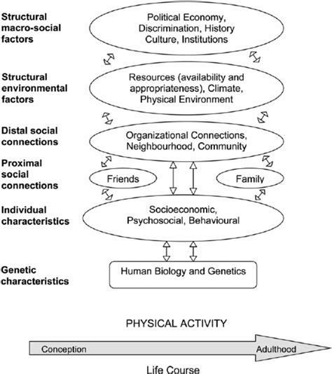 Adapted Socialecological Model Of Determinants Of Physical Activity Download Scientific