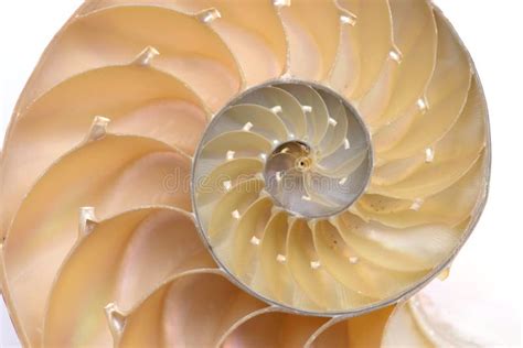 Nautilus Pompilius Living Fossil Mollusca Chambered Nautilus Shell