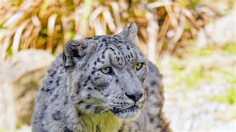 Snow Leopard Big Cat Predator Closeup Photo In A Blur Background 4k Hd