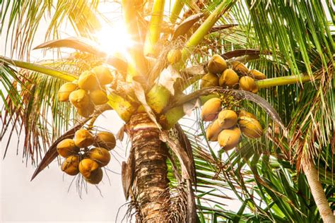Free Coconut Tree Images Pictures And Royalty Free Stock Photos