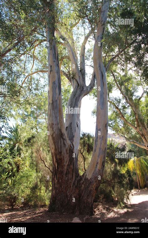 A River Red Gum Tree Eucalyptus Camaldulensis In A Desert Landscape