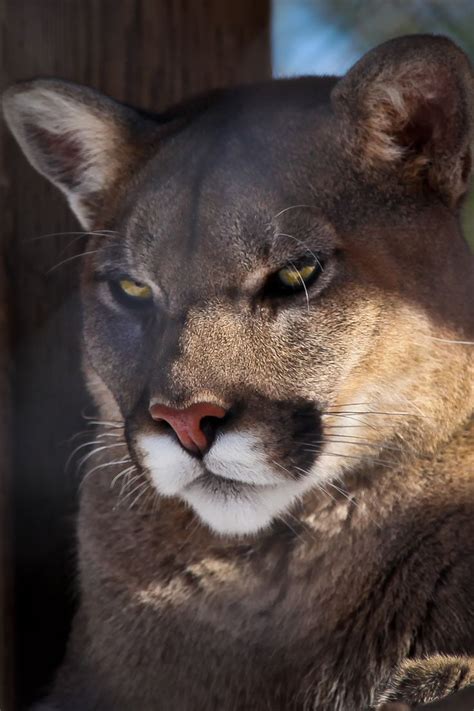 17 Best Images About Cats ~ Wild ~ Cougar Puma Mountain