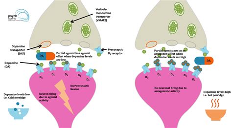 The mechanism of action of nasal decongestants is based on the reduction of blood vessels' swelling in the nose, which helps the opening of the airway. Aripiprazole - Mechanism of Action, Clinical Efficacy and ...