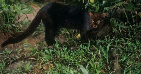 Photos Of Wild Cat Jaguarundi Barnorama