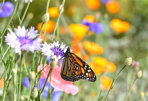 27 Wonderful Butterfly Flowers For A Great Butterfly Garden