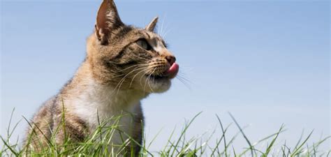 Why Do Cats Eat Grass Petstime