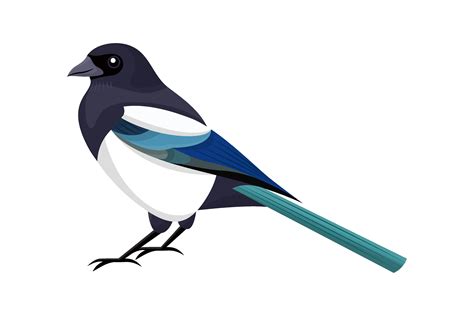 Cute Little Magpie Bird Vector Illustration Graphic By Pchvector