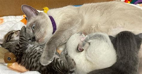 Feral Pregnant Cat Delilah And Her Kittens Find Peace Love And A New