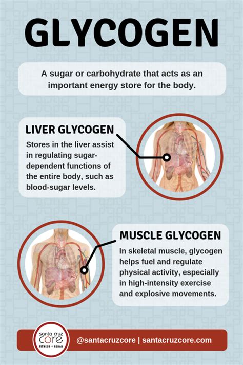 Glycogen Muscle