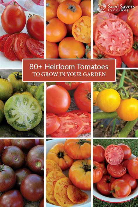 List Of Heirloom Tomatoes