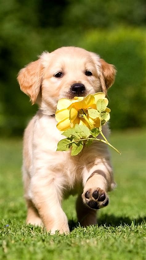 3,000+ vectors, stock photos & psd files. adorable flowers cute things cute dogs adorableness ...