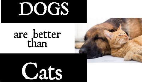 37 Top Photos Why Dogs Are Better Than Cats These 32 Reasons Prove