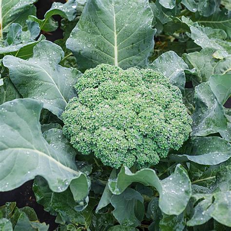 Premium Crop Hybrid Broccoli Gardens Alive