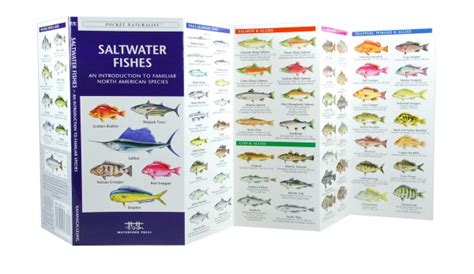 Saltwater Fishes A Pocket Naturalist Guide