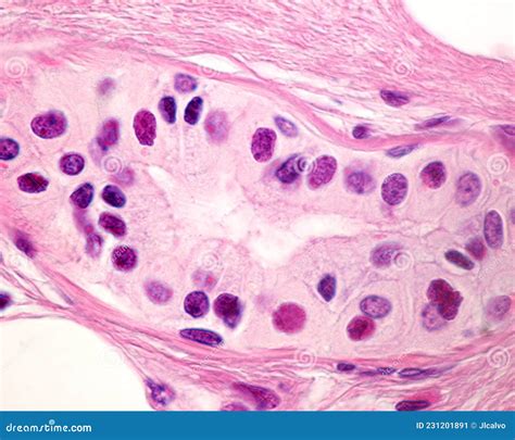 Eccrine Sweat Gland Secretory Tubule Stock Image Image Of Epidermis