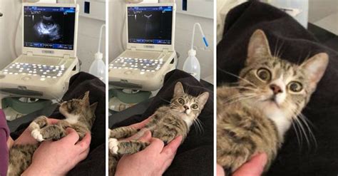 This Cats Hilarious Reaction To Her Pregnancy Will Make You Snort