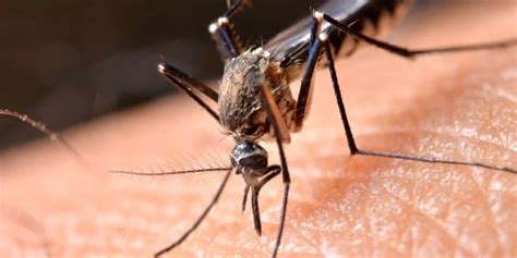 What Eats Mosquitoes A Big List Of Mosquito Predators