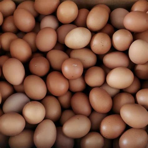 Jual Telur Ayam Negeri 1 Kg Halal Di Seller The Mix The Mix Kab