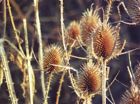 Thistles Dipsacus Thistle Weed Autumn Prickly Spines Pikist
