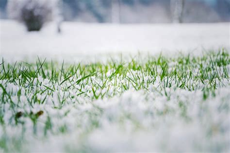 Lawn Care In The Winter · Shades Of Green Lawn And Landscape