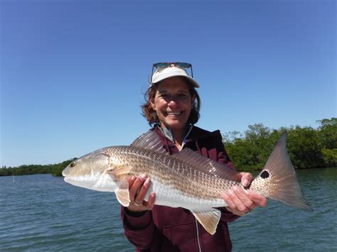 The bite has been best in the early morning, however we are finding good fish on the afternoon trips including grouper, yellowtail and porgys. What is the Best Siesta Key Fishing Charter? - Siesta Key ...