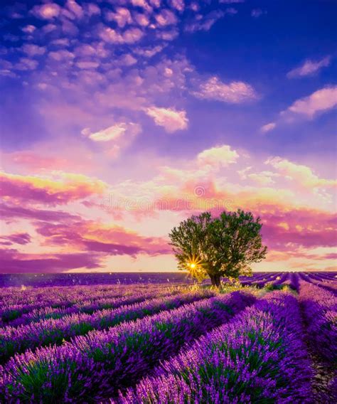 Tree In Lavender Field At Sunset In Provence Stock Photo Image Of