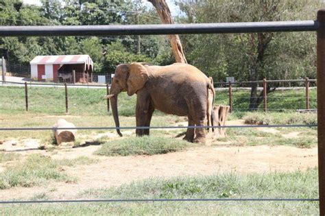 The 2018 List Of 10 Worst Zoos For Elephants Is Out