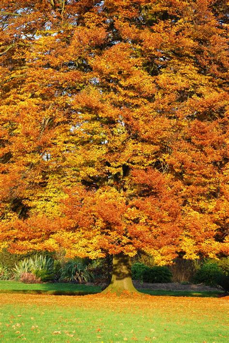 Autumn Tree Free Photo Download Freeimages