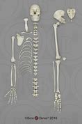 Human Male And Female Skulls African Asian And European Half Scale Set Bone Clones Inc