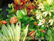 Liquid fertilizers for trees are best when your tree is young and will help it put on plenty of growth in its early years. Guide to Florida Landscape Plants for the southern half of ...