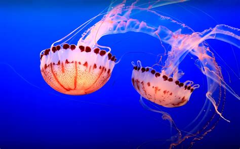 Jellyfish Sea Underwater Fish Blue Ocean Wallpaper