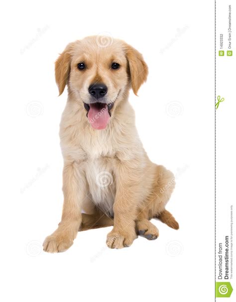 Sitting Puppy Golden Retriever Stock Photography Image 14923332