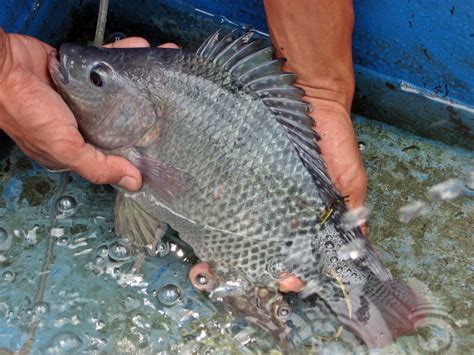 Kedisiplinan dan ketekunan kamu menentukan bagaimana. Budidaya Ikan Nila - Akuarium Ikan Hias