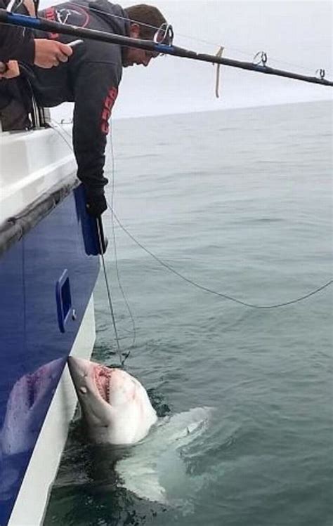 Nine Foot Shark Caught Off Devon Coast 48 Hours After Cornish Fisherman
