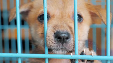 Close Up Of Sad Puppy In Shelter Behind Fence Waiting To Be Rescued And